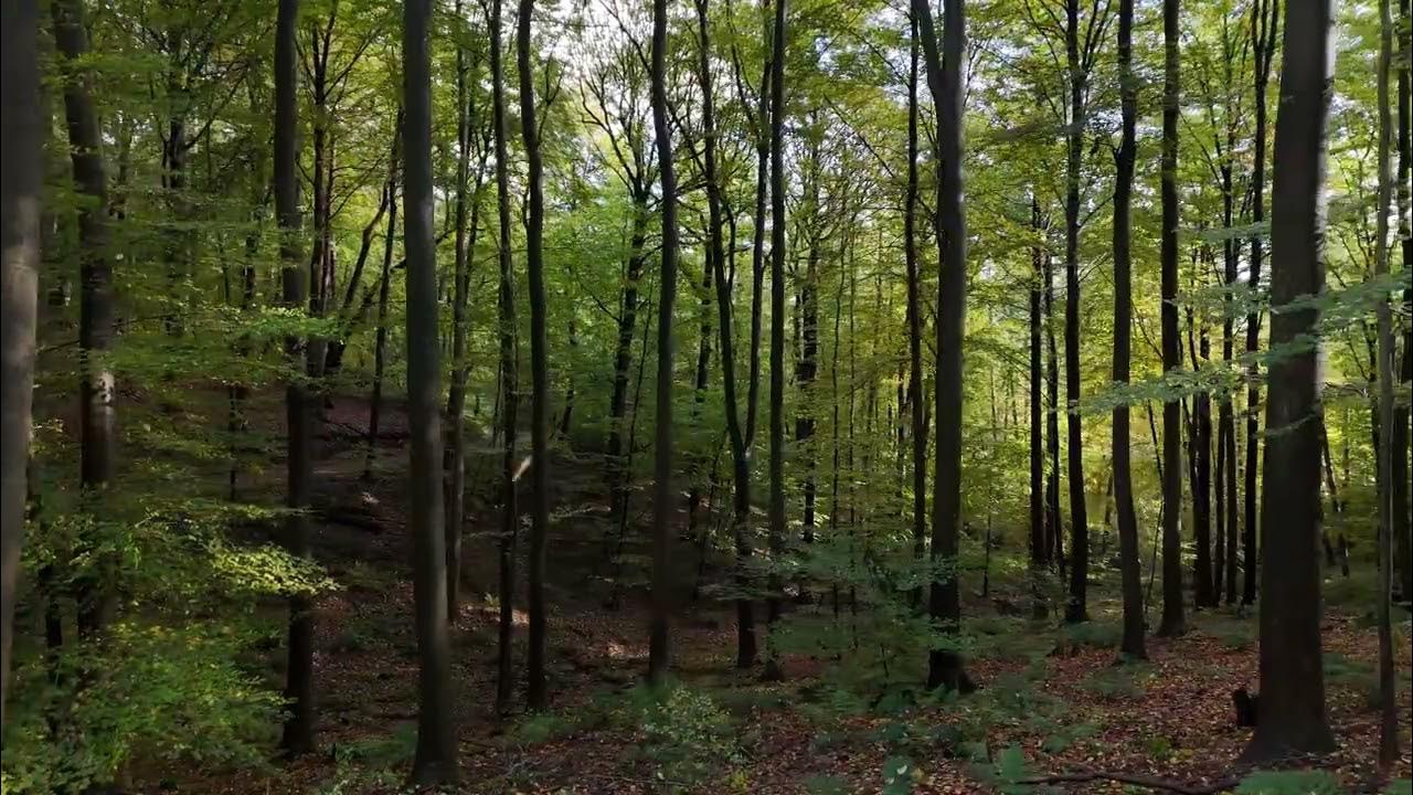 in the woods