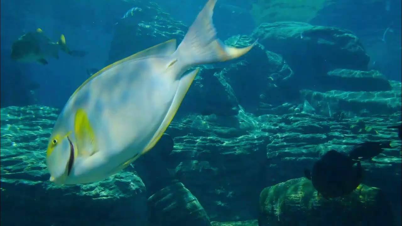 glimpse beneath the ocean